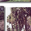 South Carolina